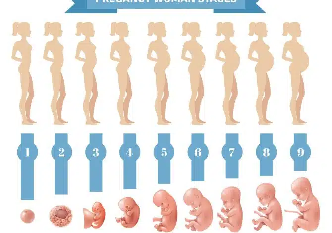 NUTRITIONAL REQUIREMENTS FOR WOMEN IN DIFFERENT REPRODUCTIVE STAGES