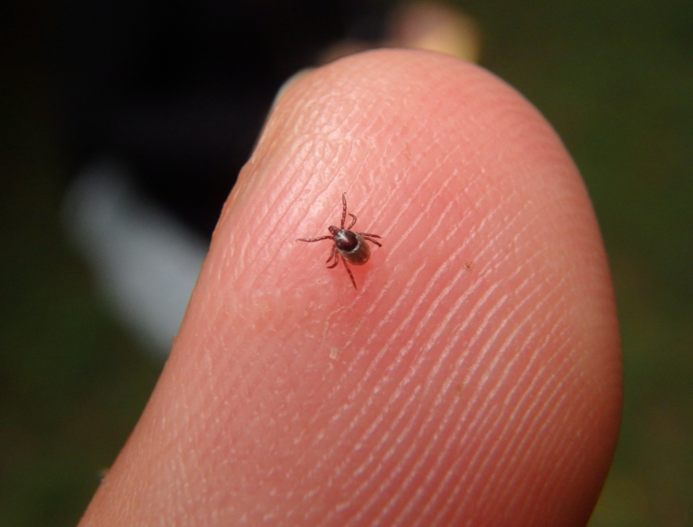 A tick on a person's finger.