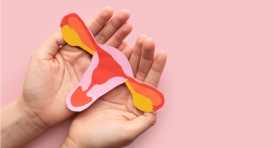women's reproductive system